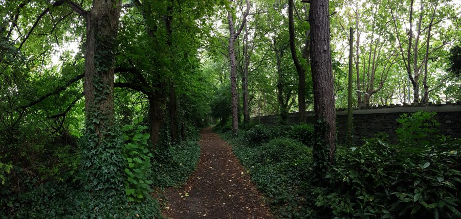 the forest