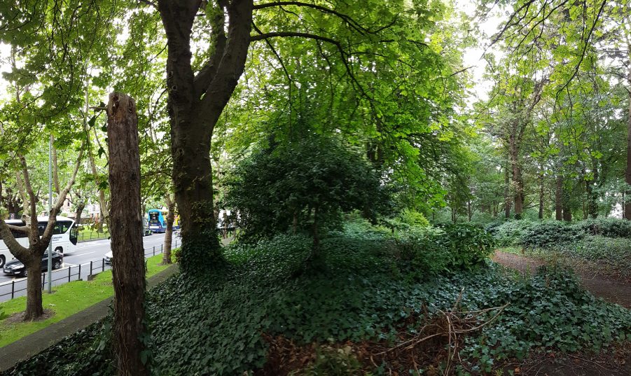 the forest looking north - to the right the Drumcondra Rd