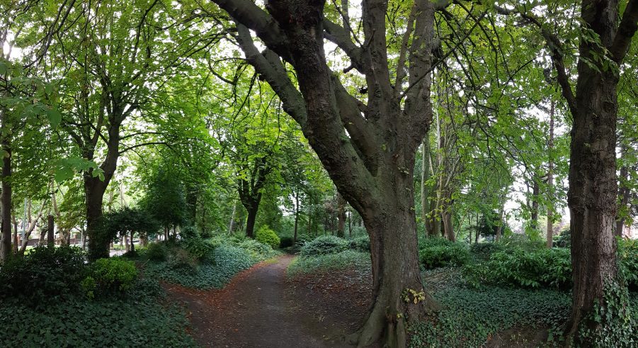 the forest looking north